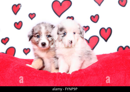 American Shepherd miniature. Deux chiots (6 semaines). Studio photo sur un fond blanc avec des cœurs rouges. Allemagne Banque D'Images