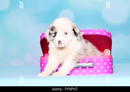 American Shepherd miniature. Puppy (6 semaines) assis dans une valise rose à pois blancs. Studio photo sur un fond bleu. Allemagne Banque D'Images
