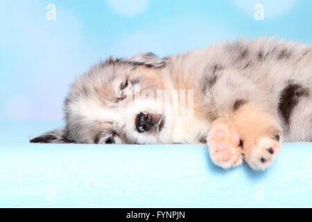 American Shepherd miniature. Puppy (6 semaines) de dormir. Studio photo sur un fond bleu. Allemagne Banque D'Images