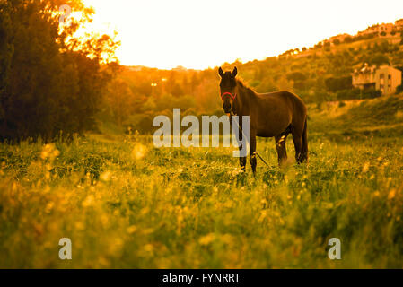 Cheval dans le pré et sur le coucher du soleil. Banque D'Images