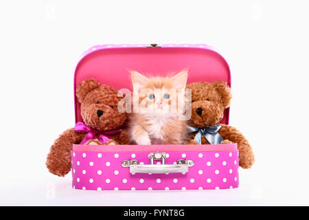 Norwegian Forest cat. Chaton (6 semaines) et deux nounours assis dans une valise rose à pois blancs. Studio photo sur un fond blanc. Allemagne Banque D'Images