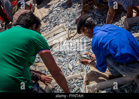 Les pêcheurs locaux sont le tri leurs prises de poissons sur la plage de Furadouro, Portugal. C'est la première prise de 2016. Banque D'Images