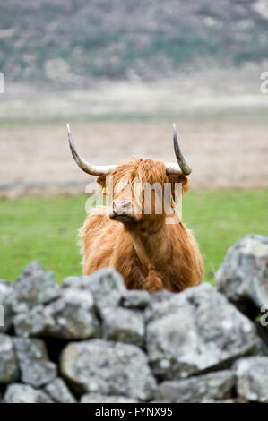 Highland cow looking over wall, pris dans Glen Cassley, Sutherland, Scotland Banque D'Images