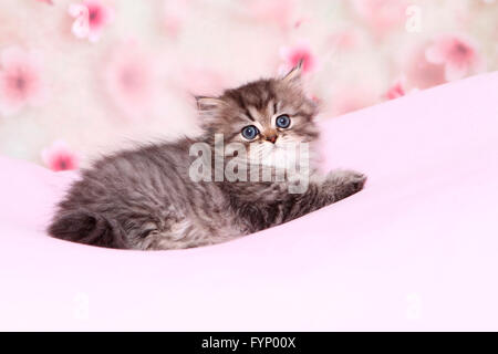 Le persan Longhair. Chaton (6 semaines) est posé sur une couverture rose. Allemagne Banque D'Images