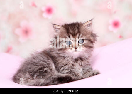 Le persan Longhair. Chaton (6 semaines) est posé sur une couverture rose. Allemagne Banque D'Images