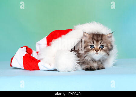 Le persan Longhair. Chaton (6 semaines) étendu dans un Santa Claus hat. Studio photo sur un fond bleu. Allemagne Banque D'Images