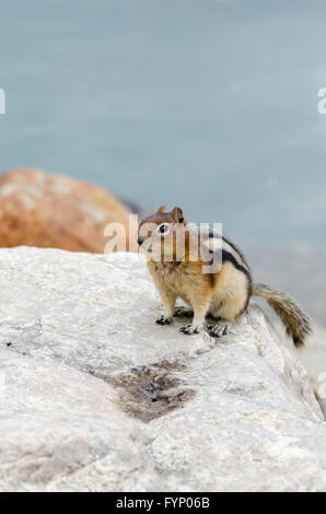 Tamia écureuil dans le parc de Lake Louise Banque D'Images