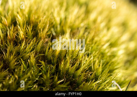 Dicranella heteromalla moss croissant sur les collines des hautes terres du nord du Pays de Galles Banque D'Images