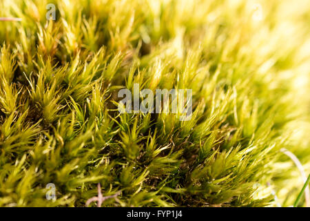 Dicranella heteromalla moss croissant sur les collines des hautes terres du nord du Pays de Galles Banque D'Images