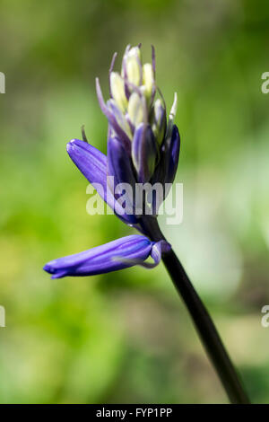 Bluebell Hyacinthoides non-scriptus fleur au début du printemps Banque D'Images