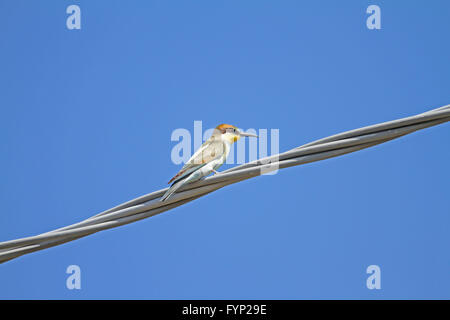 Bee eater perché sur un fil close up gruccione bee-eater Merops apiaster Banque D'Images
