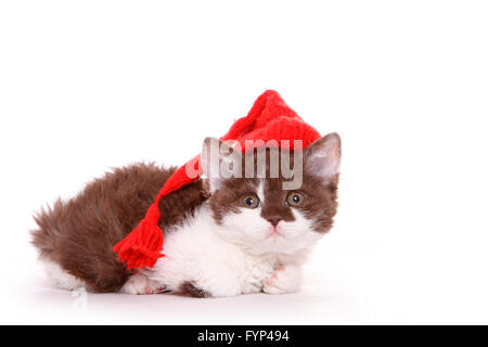 Selkirk Rex. Chaton de mensonge, de porter du rouge a fait le bouchon. Studio photo sur un fond blanc. Allemagne Banque D'Images