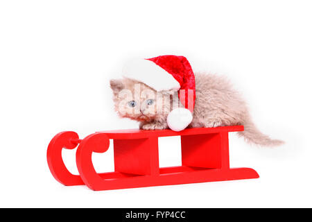 Selkirk Rex. Chaton (7 semaines) sur le traîneau rouge, wearing Santa Claus hat. Studio photo sur un fond blanc. Allemagne Banque D'Images