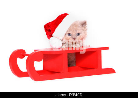 Selkirk Rex. Chaton (7 semaines) sur le traîneau rouge, wearing Santa Claus hat. Studio photo sur un fond blanc. Allemagne Banque D'Images