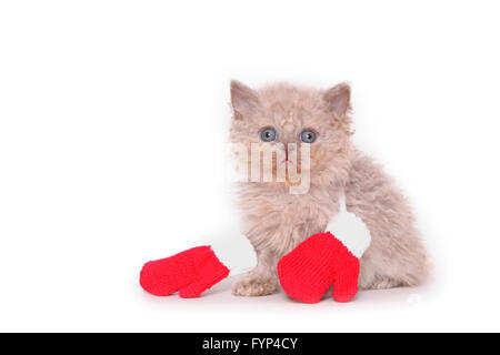 Selkirk Rex. Chaton (7 semaines) assis, portant des gants. Studio photo sur un fond blanc. Allemagne Banque D'Images