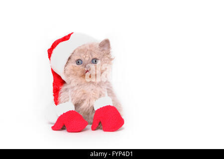 Selkirk Rex. Chaton (7 semaines) assis, vêtu de Santa Claus Hat et Red gants. Studio photo sur un fond blanc. Allemagne Banque D'Images