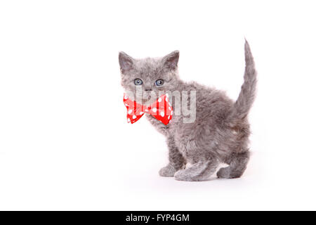 Selkirk Rex. Chaton (7 semaines) debout, Porter du rouge noeud papillon avec pois blancs. Studio photo sur un fond blanc. Allemagne Banque D'Images