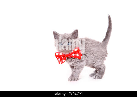 Selkirk Rex. Chaton (7 semaines) debout, Porter du rouge noeud papillon avec pois blancs. Studio photo sur un fond blanc. Allemagne Banque D'Images