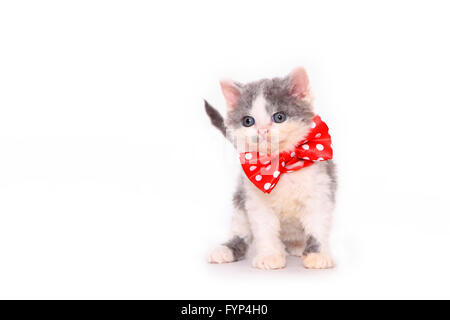 Selkirk Rex. Chaton (7 semaines) assis, vêtu avec noeud papillon rouge à pois blancs. Studio photo sur un fond blanc. Allemagne Banque D'Images