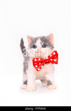 Selkirk Rex. Chaton (7 semaines) debout, Porter du rouge noeud papillon avec pois blancs. Studio photo sur un fond blanc. Allemagne Banque D'Images