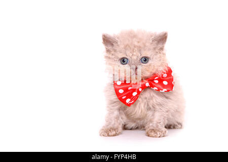 Selkirk Rex. Chaton (7 semaines) assis, vêtu avec noeud papillon rouge à pois blancs. Studio photo sur un fond blanc. Allemagne Banque D'Images