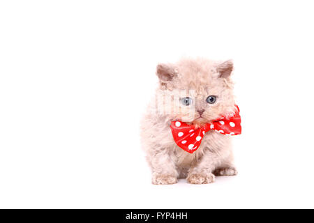 Selkirk Rex. Chaton (7 semaines) assis, vêtu avec noeud papillon rouge à pois blancs. Studio photo sur un fond blanc. Allemagne Banque D'Images