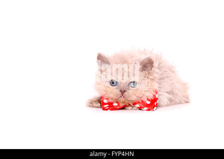 Selkirk Rex. Chaton (7 semaines), le port de noeud papillon rouge avec pois blancs. Studio photo sur un fond blanc. Allemagne Banque D'Images