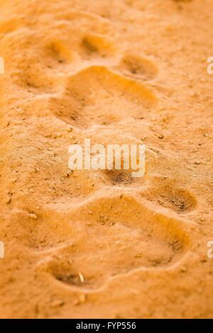 Tigre du Bengale (Panthera tigris tigris). Des empreintes de pas dans le sable. Le parc national de Ranthambore, Rajasthan, Inde Banque D'Images
