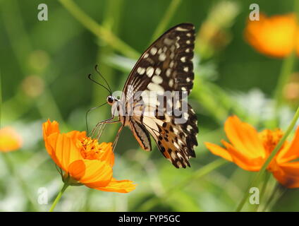 La chaux commune, papillon Papilio demoleus, sur cosmos fleur. Aussi connu sous le nom de papillon citron, lime ou machaon machaon agrumes Banque D'Images