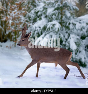 Le Chevreuil (Capreolus capreolus). Homme marchant dans la neige, Allemagne Banque D'Images