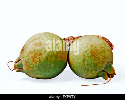 Fruits de Careya arborea Roxb Banque D'Images