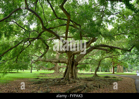 Birkenfeige (Ficus benjamina), Royal Botanical Gardens, Peradeniya, Kandy, Sri Lanka Banque D'Images