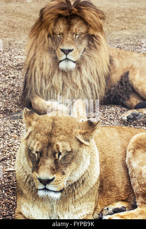 Couple de lions de barbarie - Panthera leo leo. L'homme et de la femme. Lion de l'Atlas. Espèces en danger critique d'extinction. Banque D'Images
