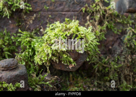 Moss sur railroad track Banque D'Images