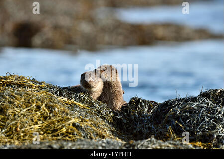 Loutre (Lutra lutra hémisphère), Isle of Mull, Scotland, UK Banque D'Images