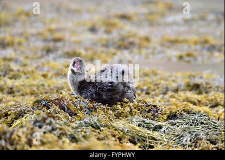 Loutre (Lutra lutra hémisphère), Isle of Mull, Scotland, UK Banque D'Images