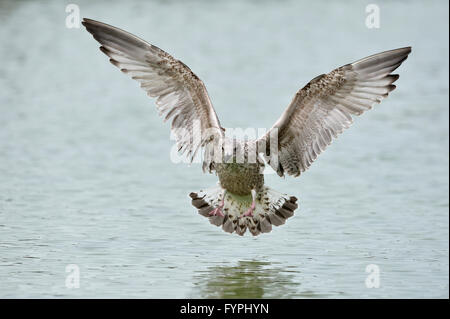Goéland argenté (Larus argentatus) l'atterrissage sur l'eau. UK. Banque D'Images