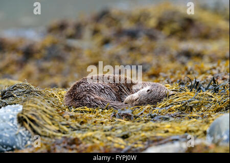 Loutre (Lutra lutra hémisphère) endormi sur l'algue. Isle of Mull, Scotland, UK Banque D'Images