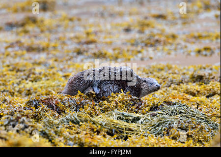 Hémisphère deux oursons jouant sur l'algue de la loutre (Lutra lutra). Isle of Mull, Scotland, UK Banque D'Images