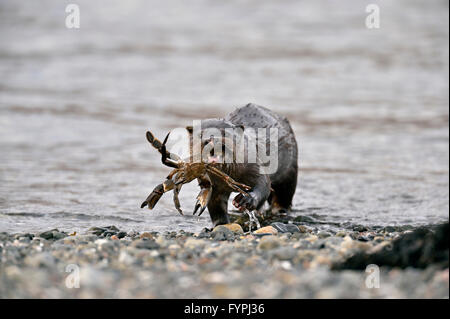 Loutre (Lutra lutra hémisphère) avec un crabe. Isle of Mull, Scotland, UK Banque D'Images