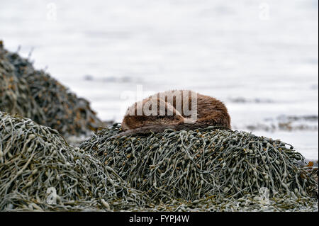 Loutre (Lutra lutra hémisphère) dormant sur l'algue. Isle of Mull, Scotland, UK Banque D'Images