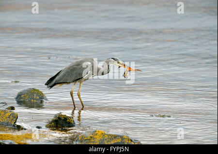 Héron cendré (Ardea cinerea) avec une grenouille par un loch de mer. Isle of Mull, Scotland, UK Banque D'Images