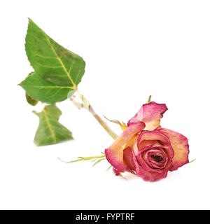 Rose séché au fond blanc Banque D'Images