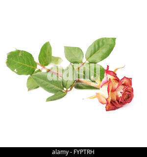 Rose séché au fond blanc Banque D'Images