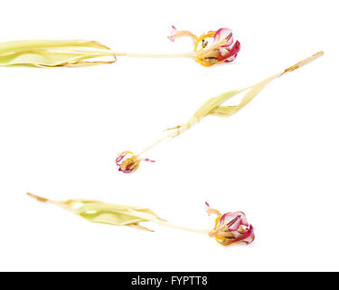 Fleur de tulipe rose séché sur fond blanc Banque D'Images