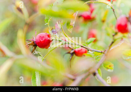 Gouttes de pluie sur les hanches berries Banque D'Images