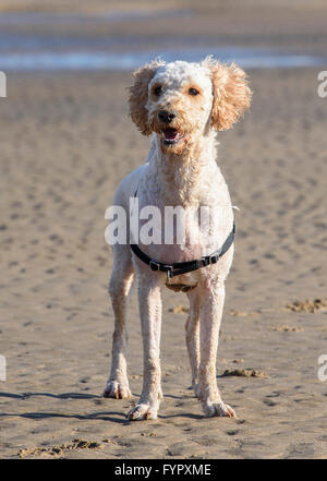 Couleur abricot Labradoodle chien debout sur une plage de sable Banque D'Images