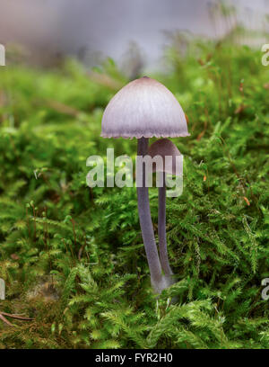 Bonnet (Mycena leptocephala nitreux), immangeable, Mönchbruch Réserve Naturelle, Rüsselsheim, Hesse, Allemagne Banque D'Images