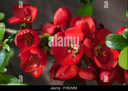 Fleurs d'un cognassier du Japon (Chaenomeles japonica), Bavière, Allemagne Banque D'Images