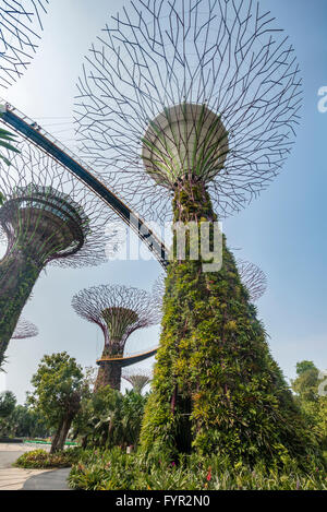 Supertrees, pont, pont entre les arbres géants, Supertree Grove, jardins de la baie, à Singapour Banque D'Images